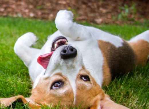 Picture for category Joint Supplements